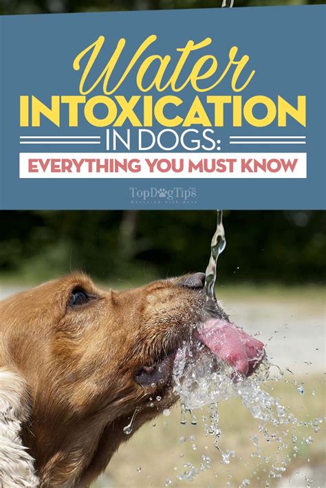 Abdominal pain and/or vomiting. . Water intoxication in dogs home treatment